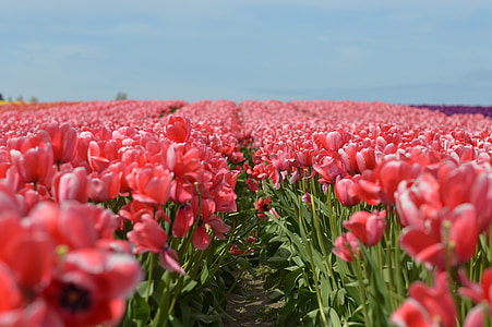 tulipány, kvety, severozápad, Washington, jar, Príroda, farebné