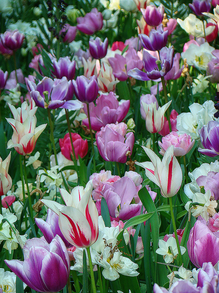 tulipas, jardim de Keukenhof, Países Baixos, flor