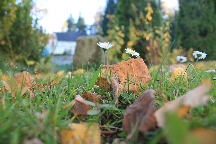 Daisy, jesień, pozostawia, łąka, kwiat, Natura, Zamknij