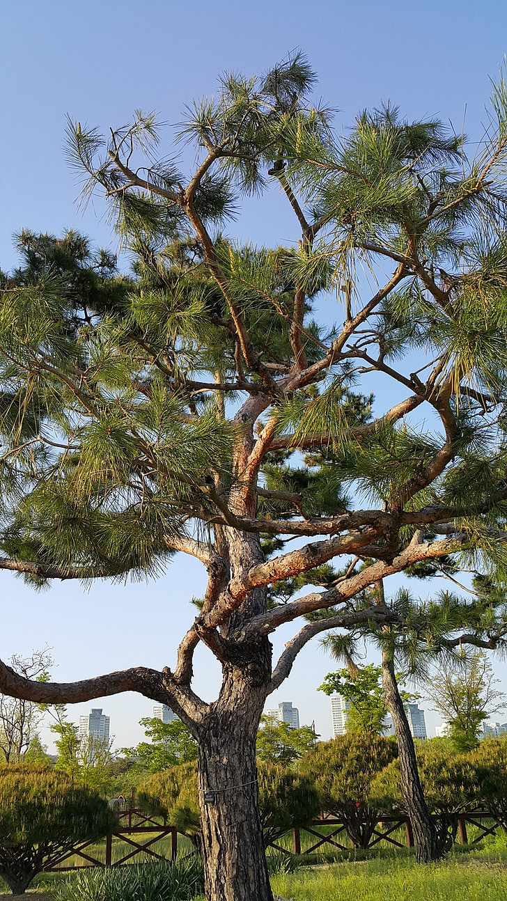 trä, Pine, abstrakt, Arboretum, naturen, Republiken korea