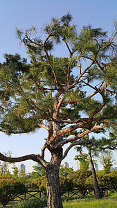 gỗ, cây thông, tóm tắt, Arboretum, Thiên nhiên, Hàn Quốc