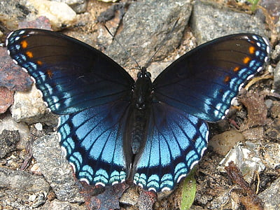 serangga, kupu-kupu, terbang, warna-warni, sayap, satwa liar, pola
