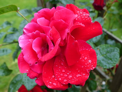 rose, red, moist, dew, drip, romantic, blossom