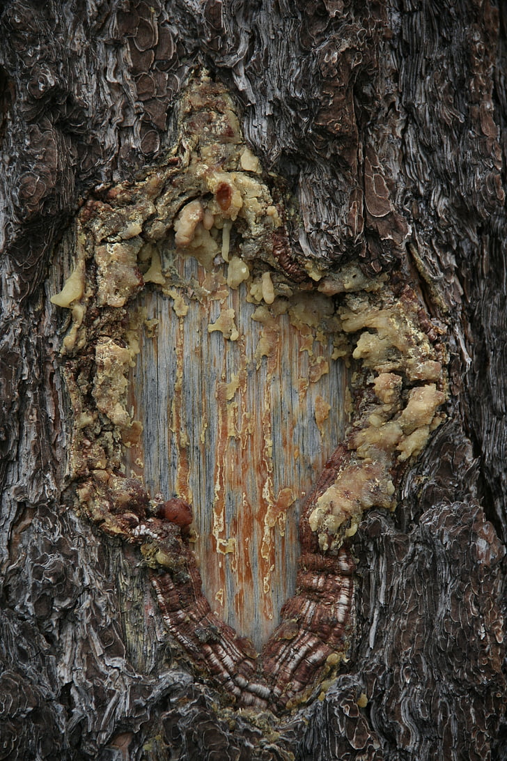 resin, tree, trunk, nature, forest, woods, wood