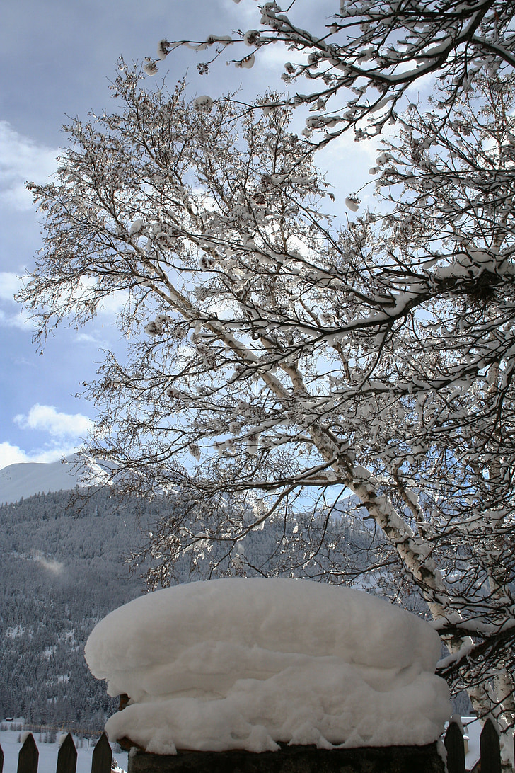 sniega, ziemas, balta, koki, Šveice, koks, Alpu