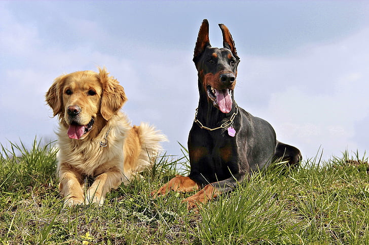 Doberman, Golden retriver, cães, cão, animais de estimação, animal, cão de raça pura
