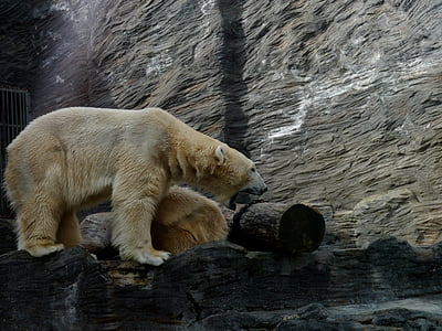 orso polare, ruggito, zona, bianco, animale