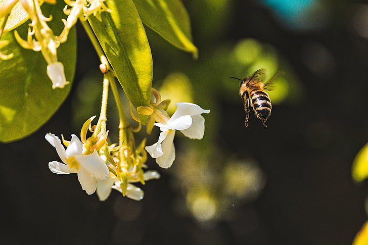 пчела, насекоми, животните, цвете, растителна, венчелистче, природата