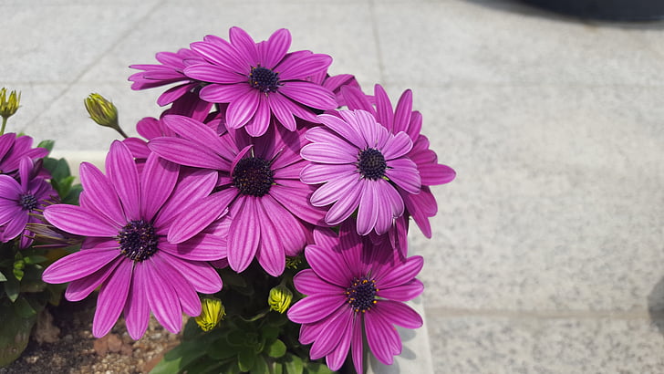 flowers, potted plant, purple, plants, mini potted, spring, nature
