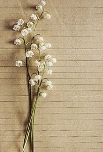liljekonvaljer, Vintage, brev, papper, blomma, rustik, blommig
