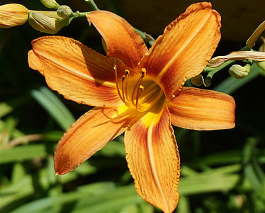 day lily, lily, flower, blossom, bloom garden, plant, nature
