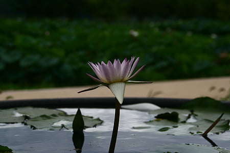 Lotus, ziedi, dīķis, ziedu, Budisms