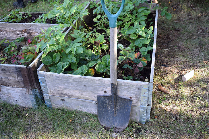 cultivarea, să crească, gradina, vara, sistem self catering, legume, verde