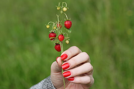 Wild strawberry, tutaev, Jaroslavļas apgabals, ogu, vējš, meža, garšīgs