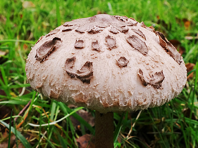 schirmling, cogumelo, parasol, schirmling gigante, floresta, Outono, fungo de tela