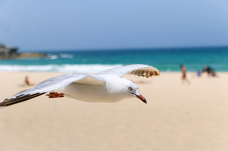Чайка, птици, естествен живот, морския бряг, плаж