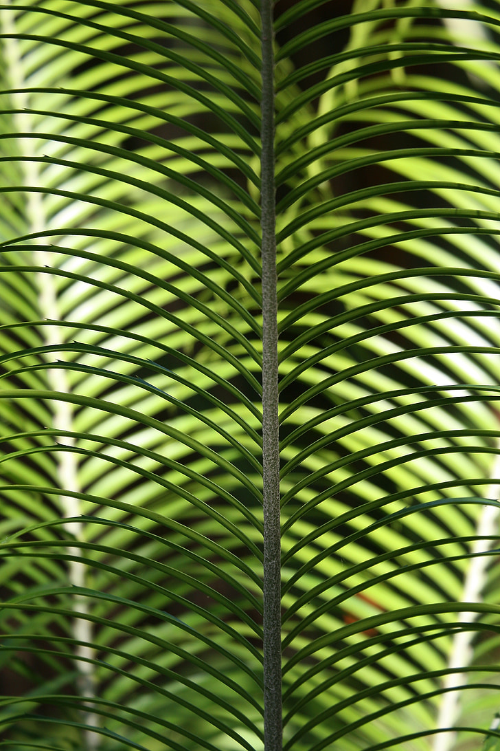 leaf, palm, tropical palm, flora, foliage