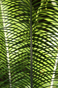лист, Palm, тропічний palm, Флора, листя