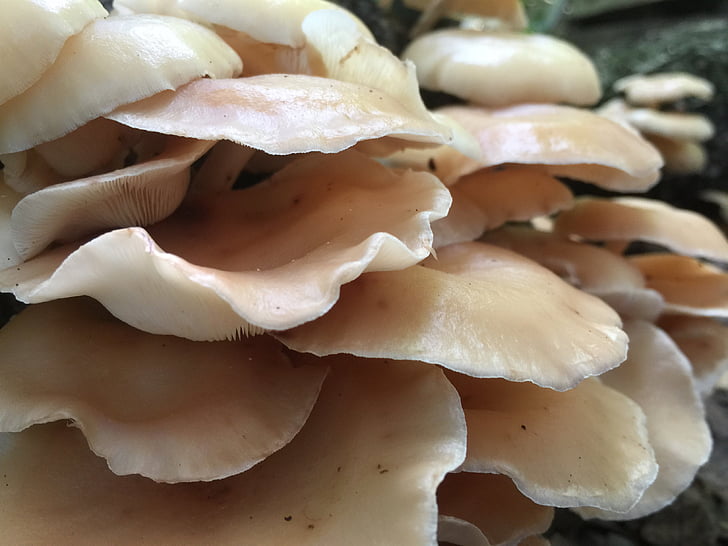 mushrooms, fungus, fungi, beige colored mushrooms, nature