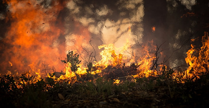skogbrann, ild, Blaze, røyk, trær, varme, brenning