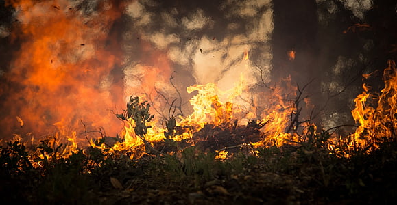 lesní požár, požár, Blaze, kouř, stromy, teplo, vypalování