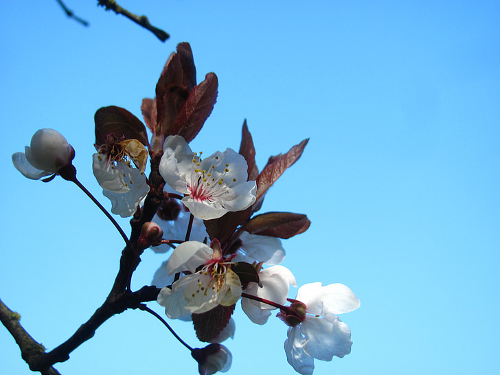 kirsikka, Sakura, Blossom, kevään, Luonto, Park