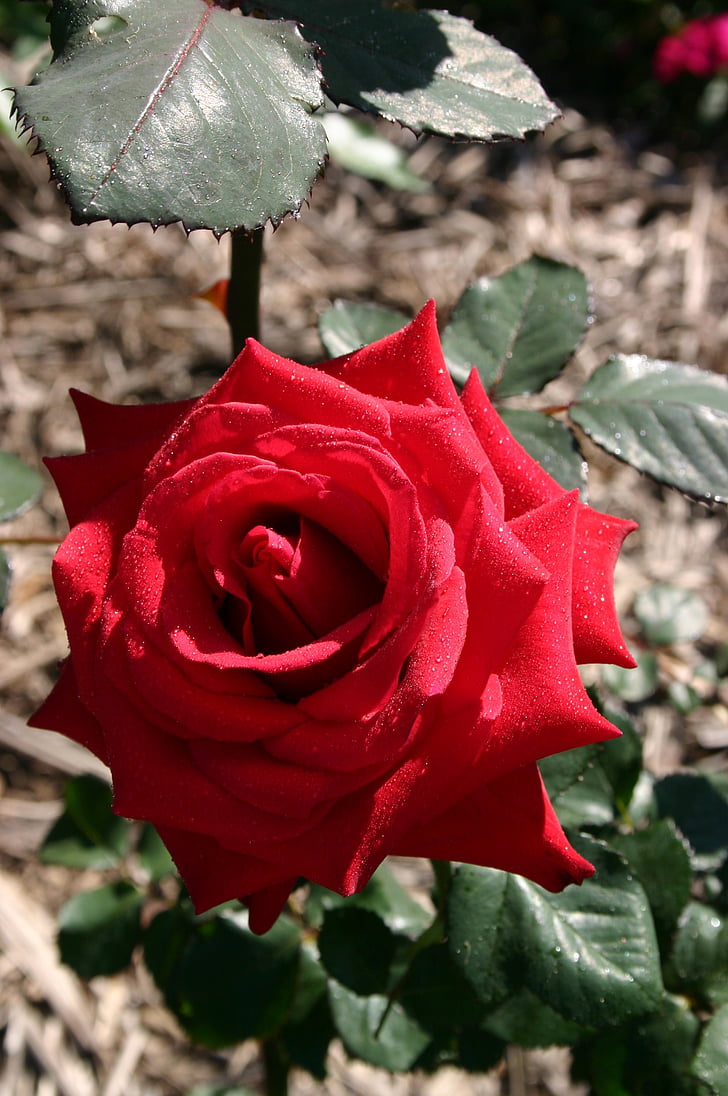 red, rose, flower, plant, bloom, nature, red rose