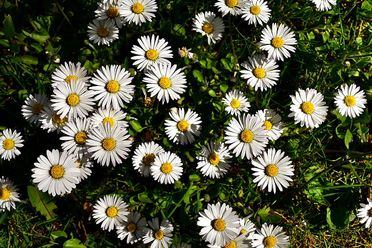 daisy, meadow, bloom, flowers, spring, nature, white