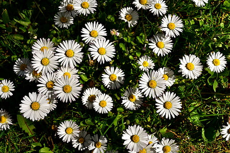 Daisy, weide, Bloom, bloemen, lente, natuur, wit