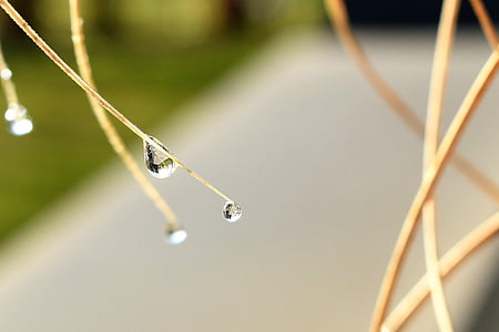 drip, dew, dewdrop, leaf, grass, drop of water, autumn
