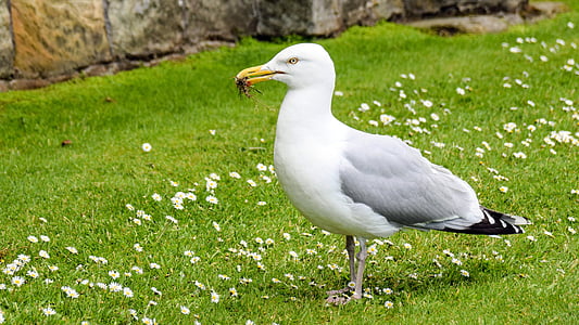 scotland, st andrews, seagull, sit, meadow, daisy, eat