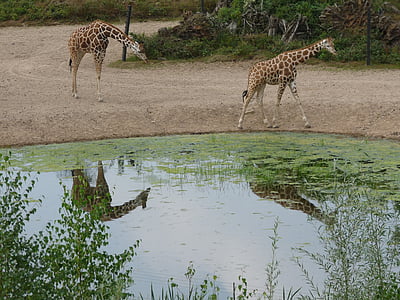 girafa, Àfrica, Safari, animal, zoològic, coll, animal salvatge