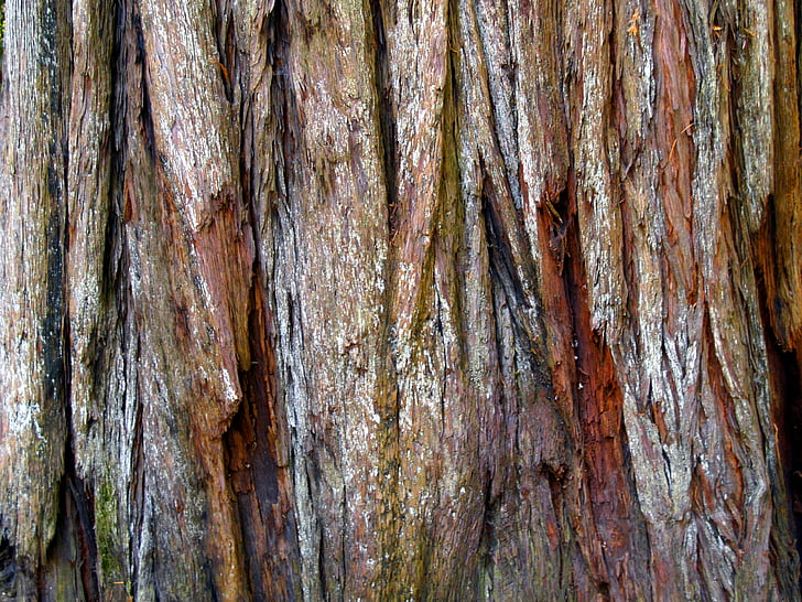 bois rouge, écorce, arbre, nature, Californie, é.-u., texture
