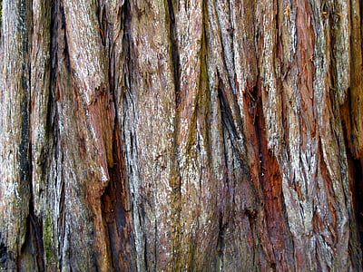 rood hout, schors, boom, natuur, Californië, Verenigde Staten, textuur