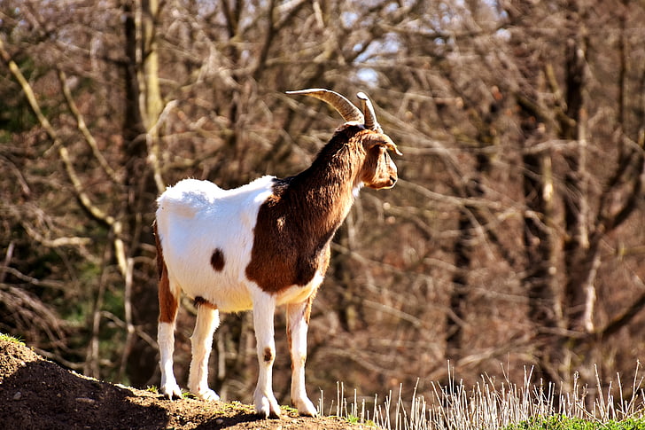 billy goat, jouer, animaux, mignon, photographie de la faune, monde animal, animal thèmes