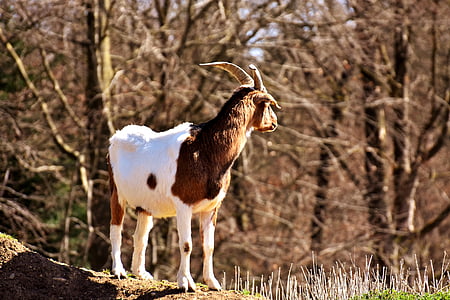 Billy goat, hrať, zvieratá, milý, Fotografie prírody, svet zvierat, zvieracie motívy