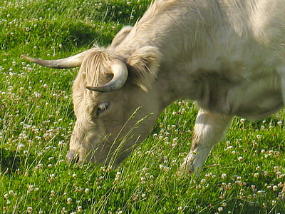 veiseliha, aastal ning, Klee, lehmad lehm, Mountain meadows, söövad, veised