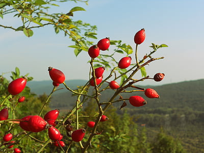 rose hips, berries, nature, view, autumn, fall, plant