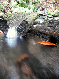 water, spring, flows, wood, nature, sheet, trough