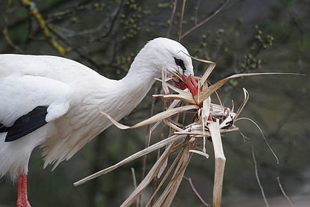 Cicogna bianca, sonaglio cicogna, Adebar, nella costruzione del nido, Storchennest, grande becco, orgoglio