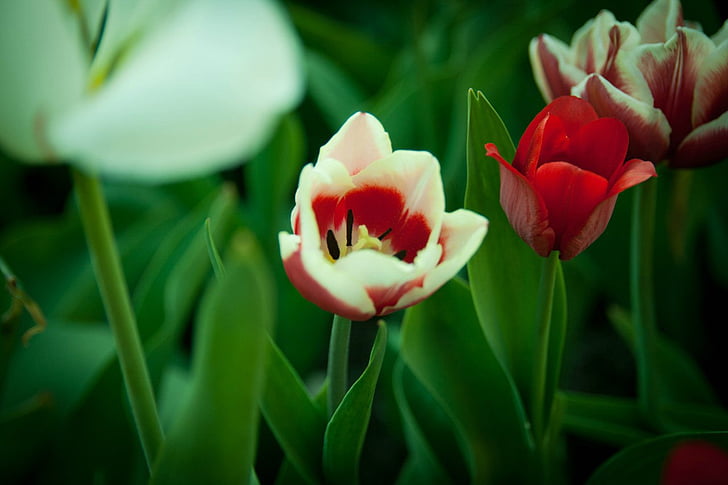 tulipán, virágok, tavaszi, természet, virág, gyönyörű, szép
