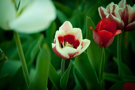 Tulip, bunga, musim semi, alam, bunga, Cantik, indah