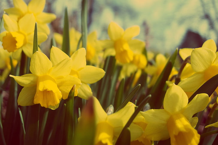 yellow, daffodils, blooming, daytime, flowers, nature, garden