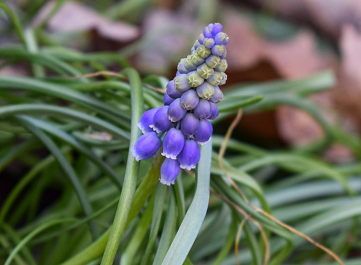 Eröffnung Grape hyacinth, Hyazinthe, Blume, Blüte, Bloom, Glühbirne, Garten