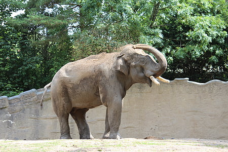 állatkert, Hamburg, elefánt, egy állat, a vadon élő állatok, állati wildlife, nap