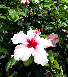 hibiscus, pink, flower, nature, plant, floral, blossom