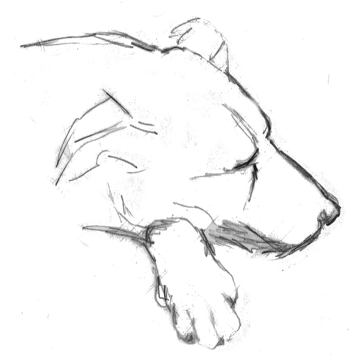 hund, søvn, doze, sovende hund, tegning, skitse, blyant