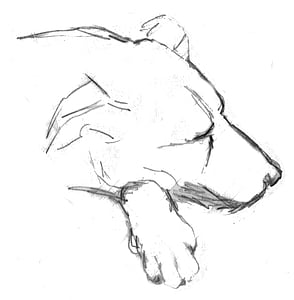chien, sommeil, Doze, couchage chien, dessin, croquis, crayon