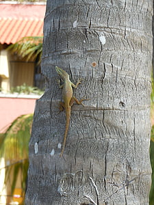 geko, Havana, træ, Cuba, Caraibien, væsen, kold varmblodede dyr