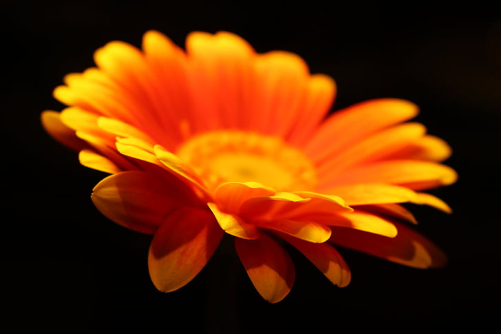 profundidade de campo, laranja, flor
